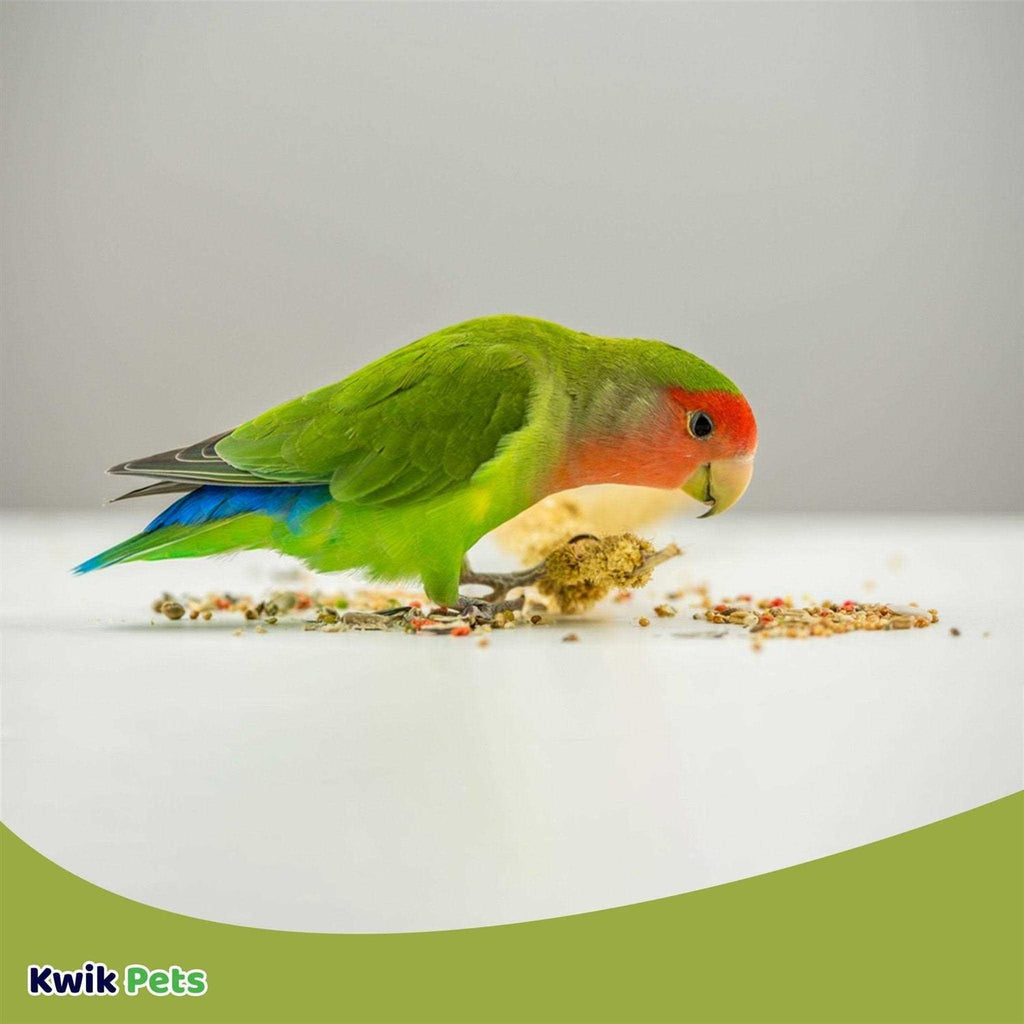 Conure Lovebird Pet Supplies Z539335