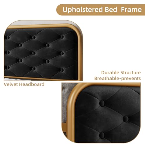 Queen Size Velvet Upholstered Bed Frame with Button Tufted Headboard, Gold-Black W3874