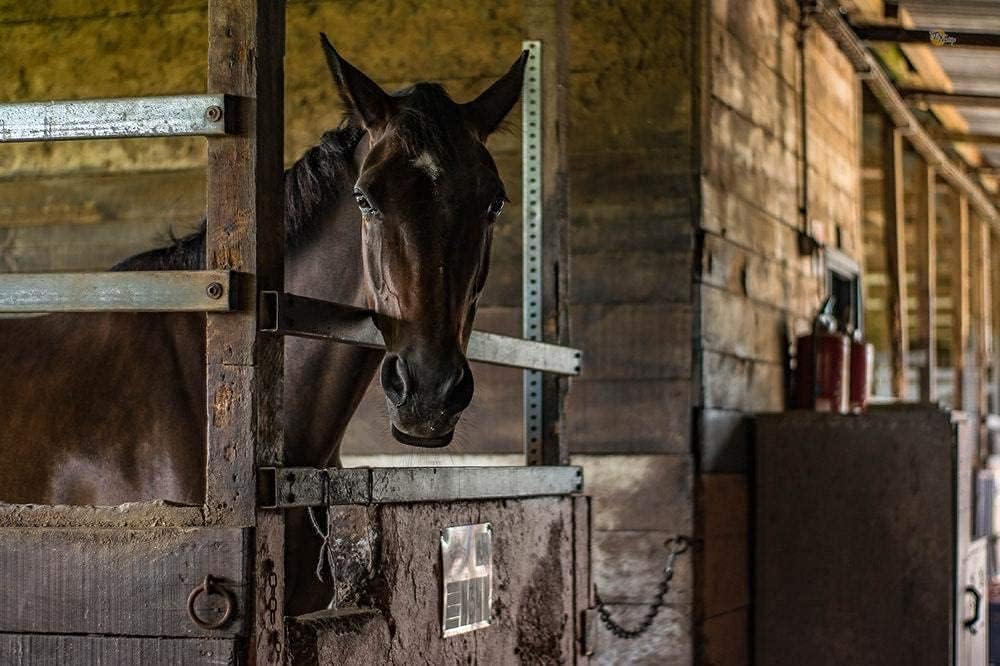 3 Tubes Equine Wormer Paste U953203