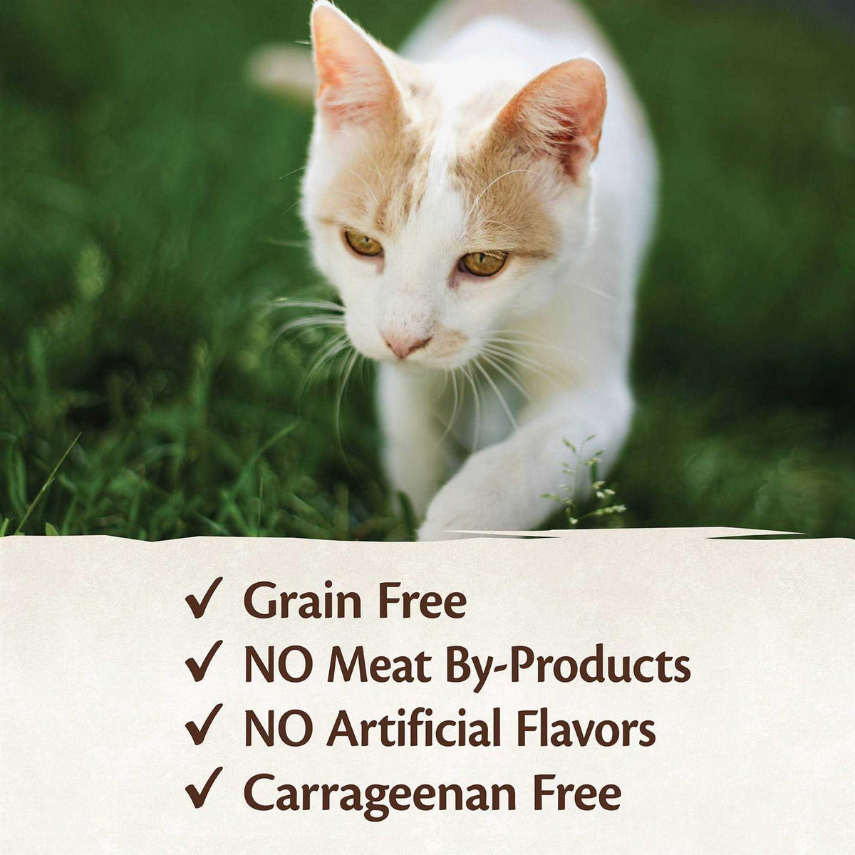 Cat Food Y9224