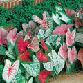 10 Bulbs Colorful Mix Perennial Caladium R922888