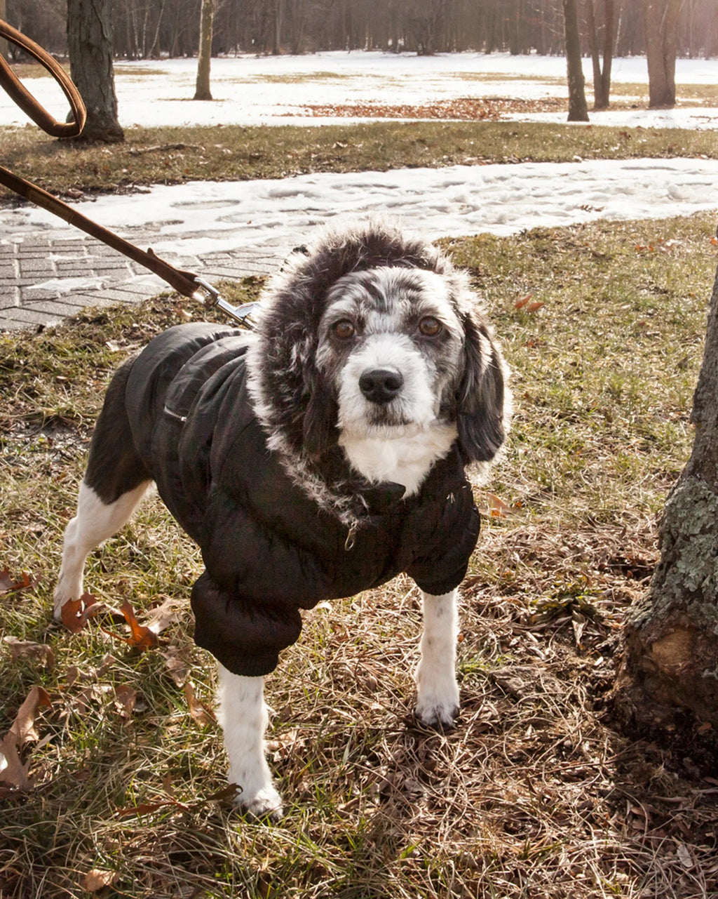 3M Insulated Dog Coat Parka with Removable Hood D8975