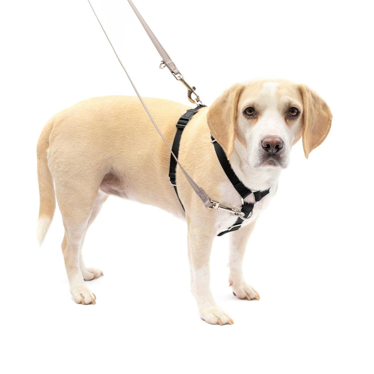 Pet Supplies X329